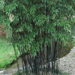 Phyllostachys nigra