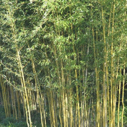 Phyllostachys spectabilis