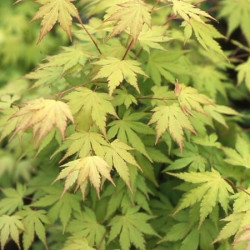 Acer palmatum 'orange dream' feuillage