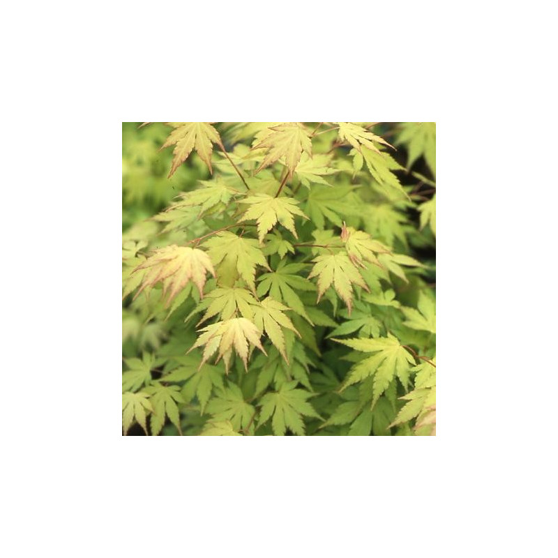 Acer palmatum 'orange dream'