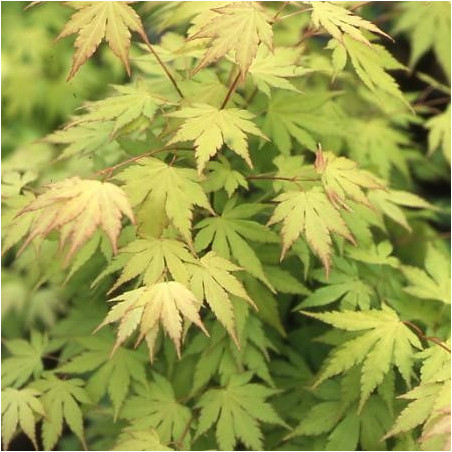 Acer palmatum 'orange dream'