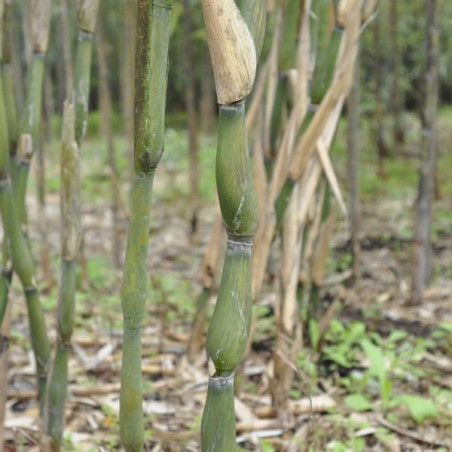 Pseudosasa tsutsumiana