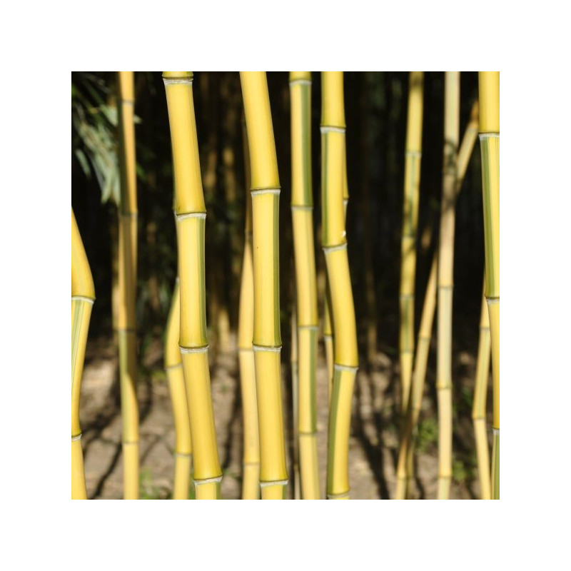 Phyllostachys aureosulcata 'spectabilis'