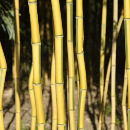 Phyllostachys aureosulcata 'spectabilis'