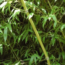 Phyllostachys sp tip top