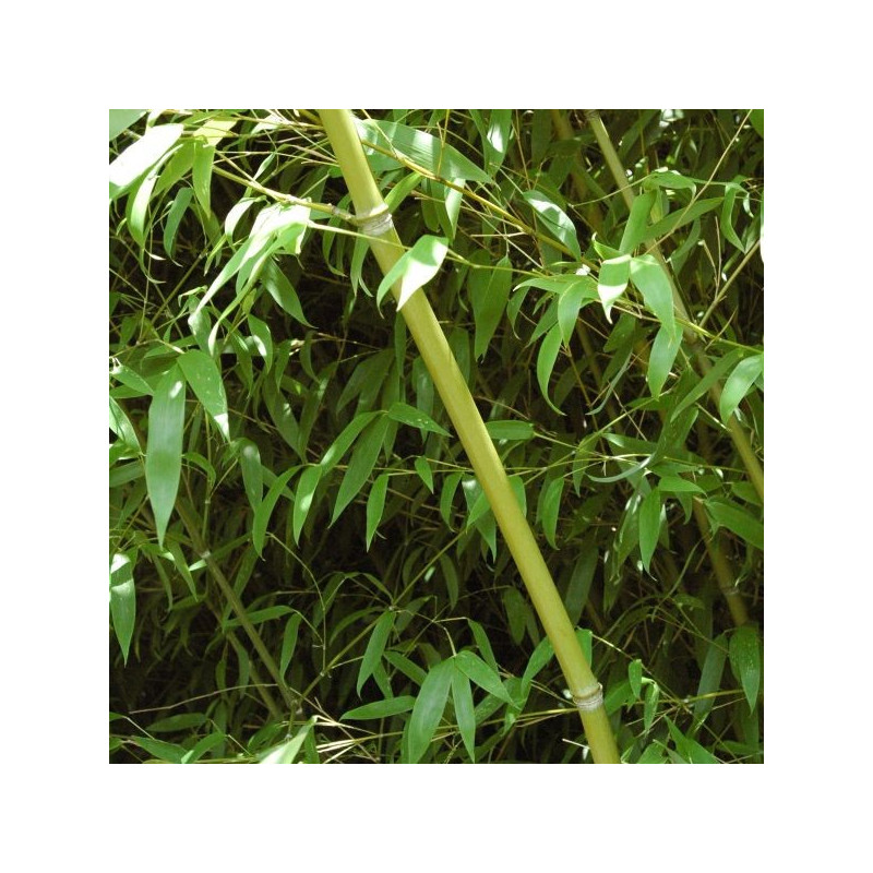 Phyllostachys sp tip top