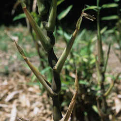 Bambusa ventricosa 'Kimmei'