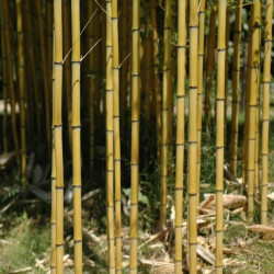 Phyllostachys aureosulcata aureocaulis