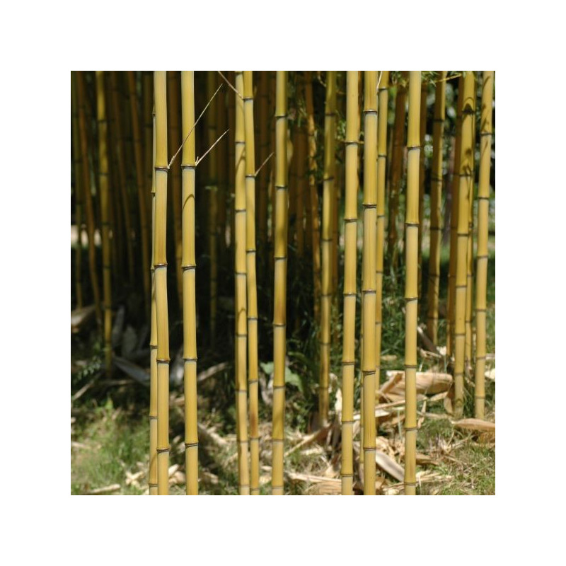 Phyllostachys aureocaulis