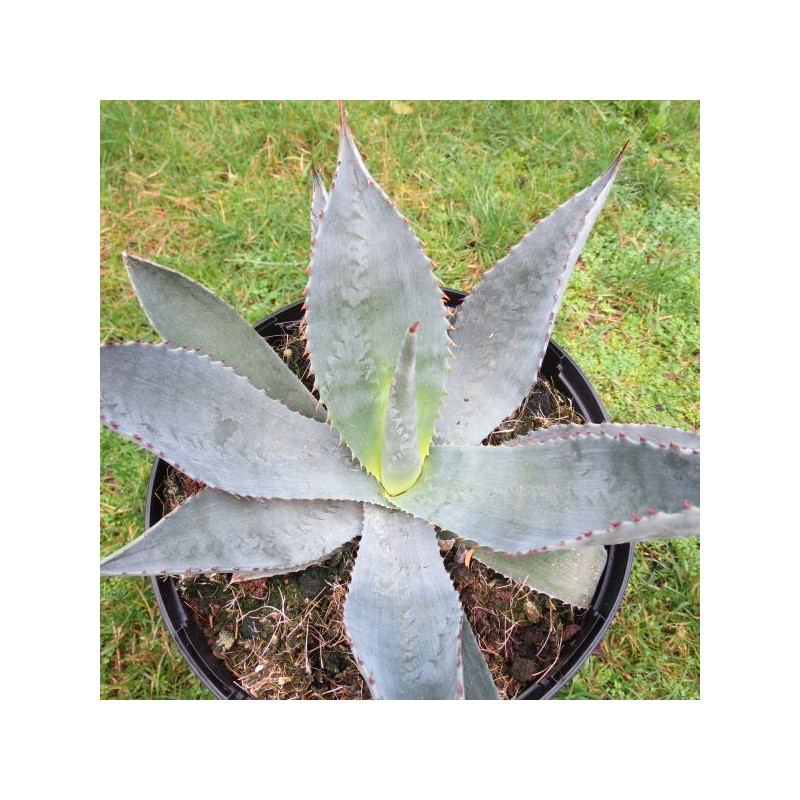 Agave x silver surfer