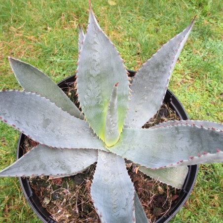 Agave x silver surfer