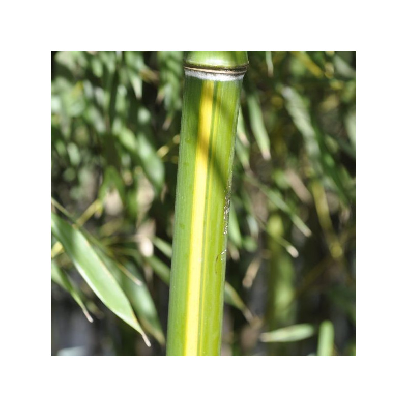 Phyllostachys arcana luteosulcata