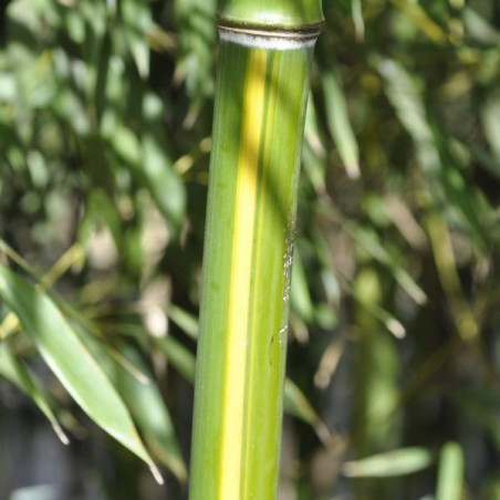 Phyllostachys arcana luteosulcata