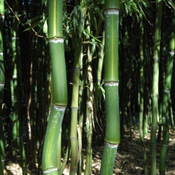 Phyllostachys arcana luteosulcata