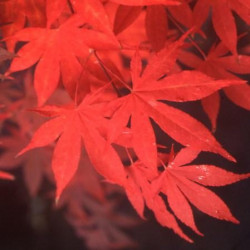 Acer palmatum 'Osakazuki'