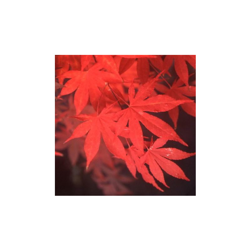 Acer palmatum 'Osakazuki'