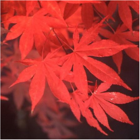 Acer palmatum 'Osakazuki'