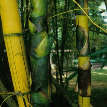 Bambusa vulgaris vittata