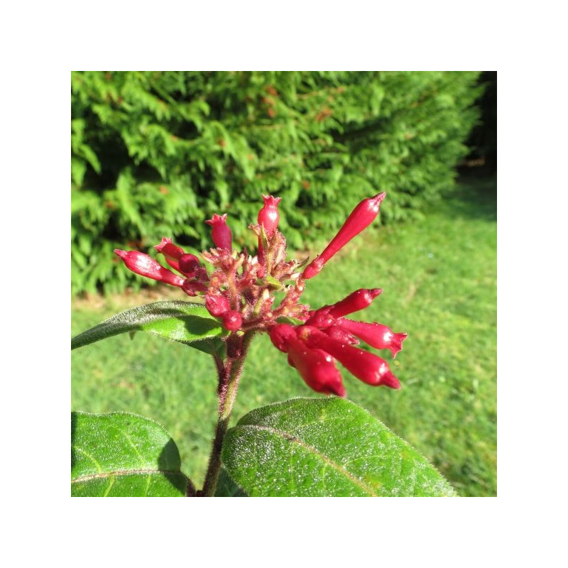 Cestrum newellii