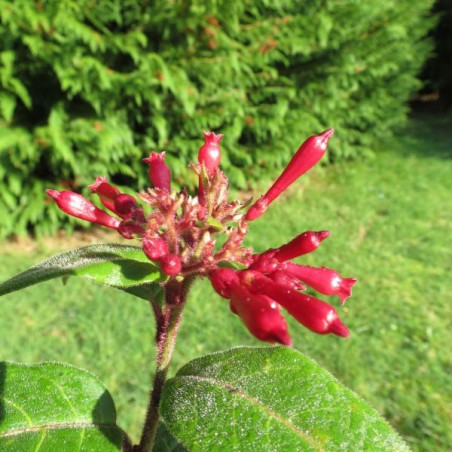 Cestrum newellii