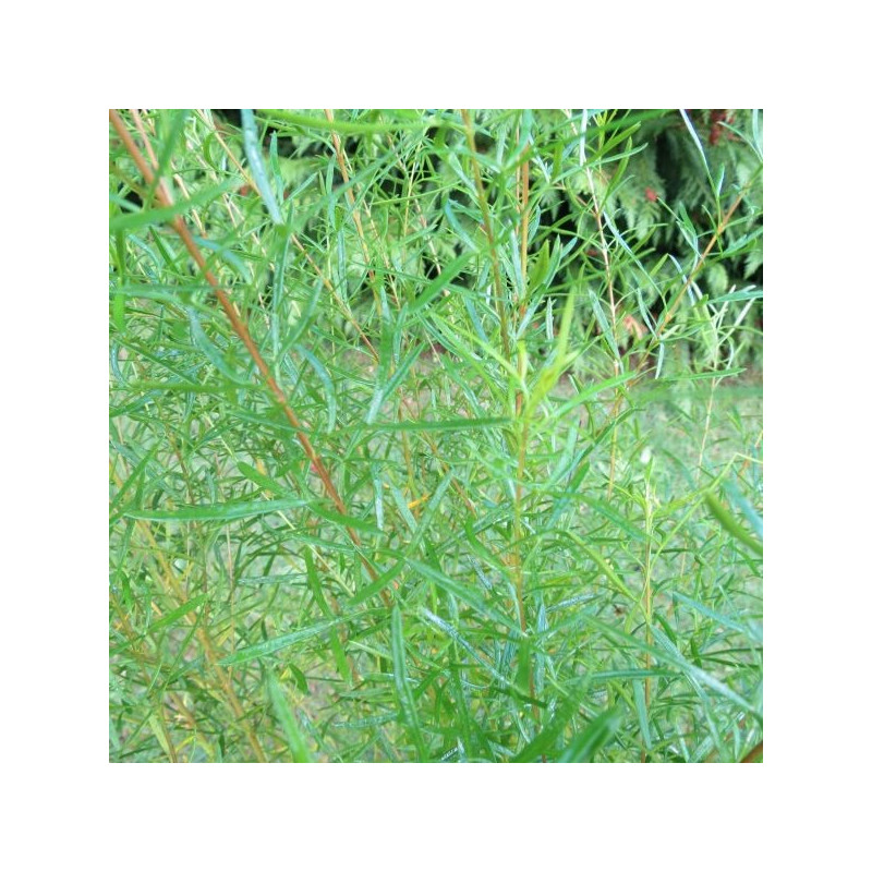 Boronia heterophylla