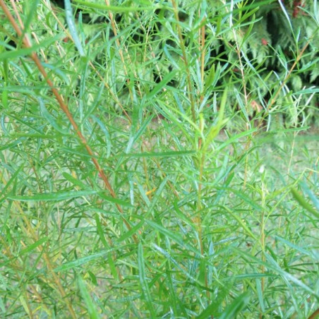 Boronia heterophylla