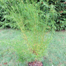 Boronia heterophylla