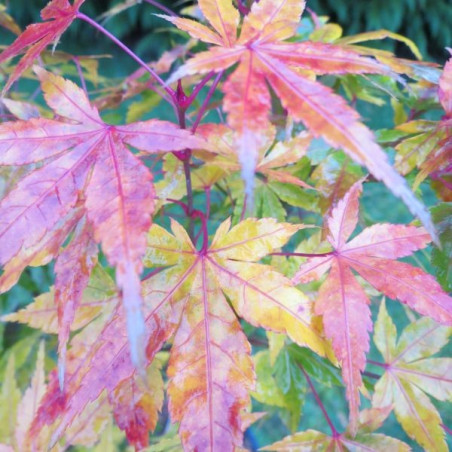 Acer palmatum katsura