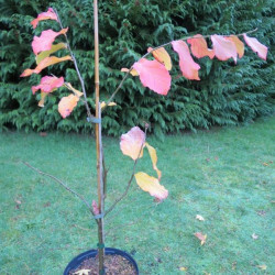 Parrotia persica Vanessa