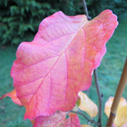 Parrotia persica Vanessa