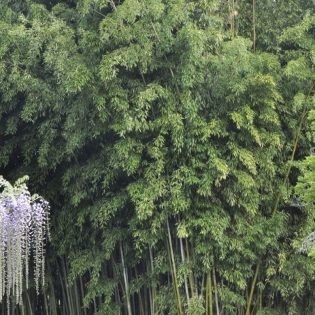 Phyllostachys nigra henonis