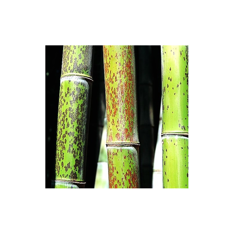 Phyllostachys nigra boryana