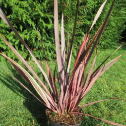 Phormium trident®