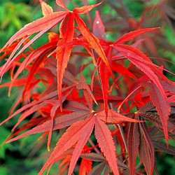 Acer palmatum 'red pygmy' feuillage