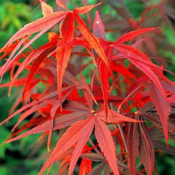 Acer palmatum 'red pygmy'