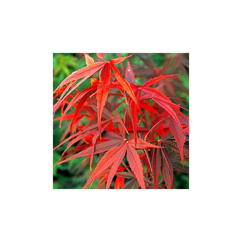 Acer palmatum 'red pygmy'