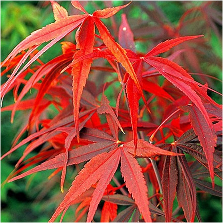 Acer palmatum 'red pygmy' feuillage