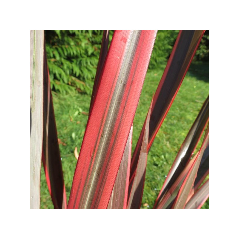 Phormium trident®