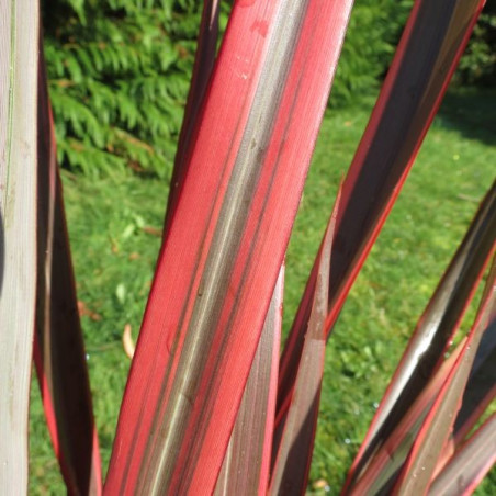 Phormium trident®