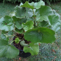 Gunnera magellanica