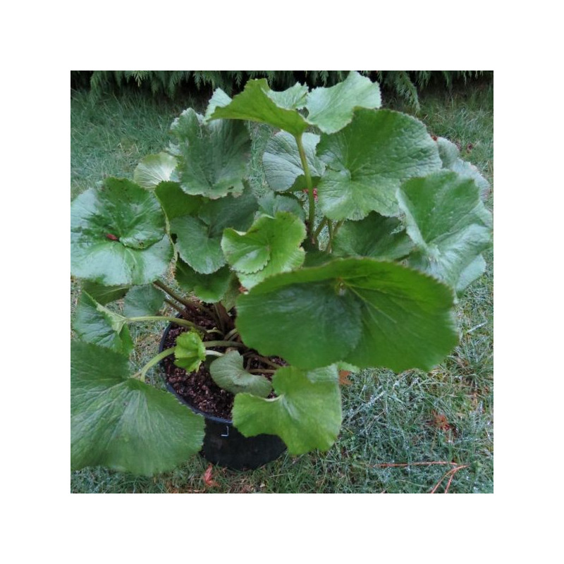 Gunnera magellanica