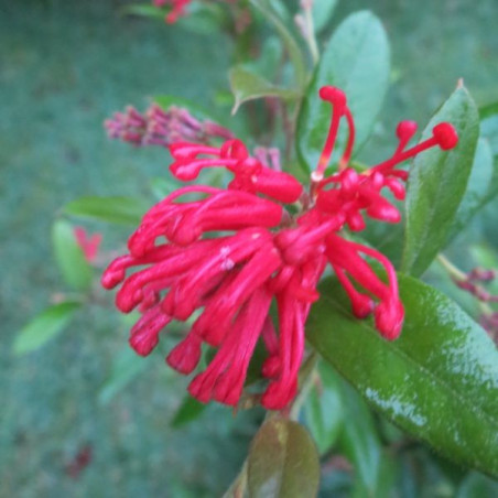 Grevillea rhyolitica