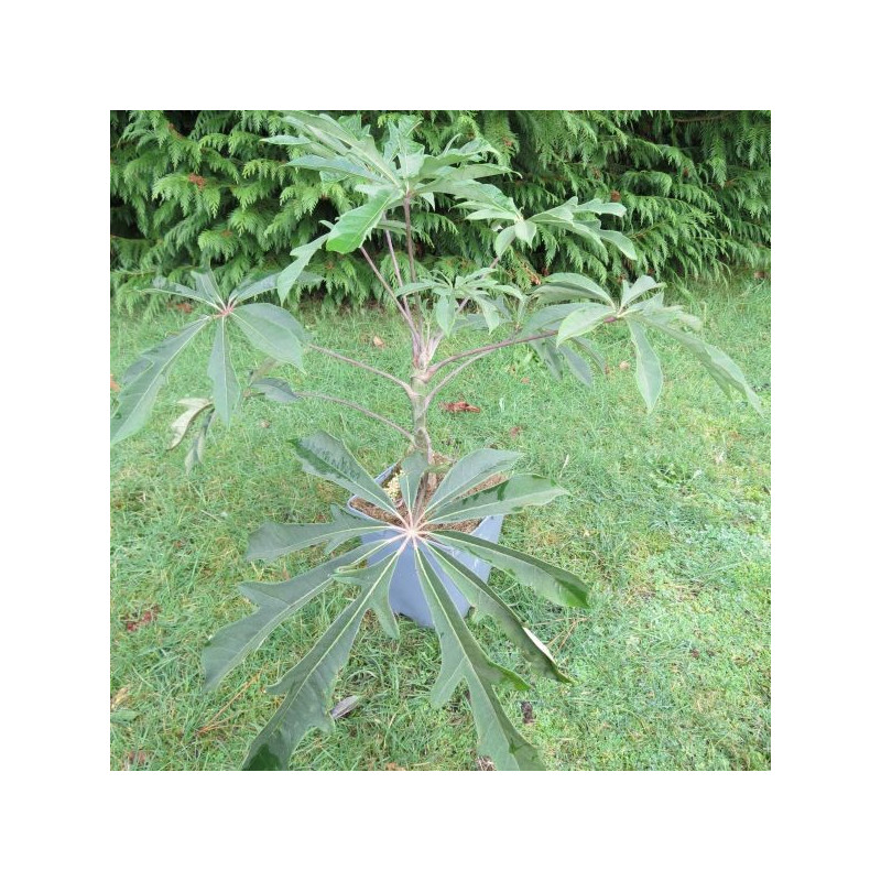 Schefflera rhododendrifolia