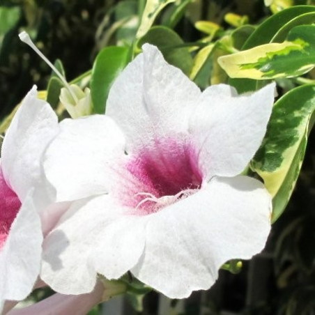 Pandorea jasminoides variegata