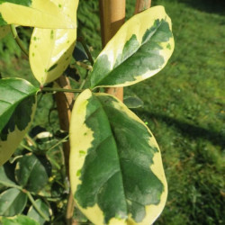 Pandorea jasminoides variegata