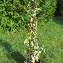 Trachelospermum jasminoides variegata