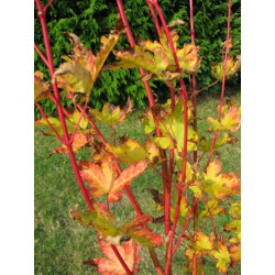 Acer palmatum 'senkaki' feuillage