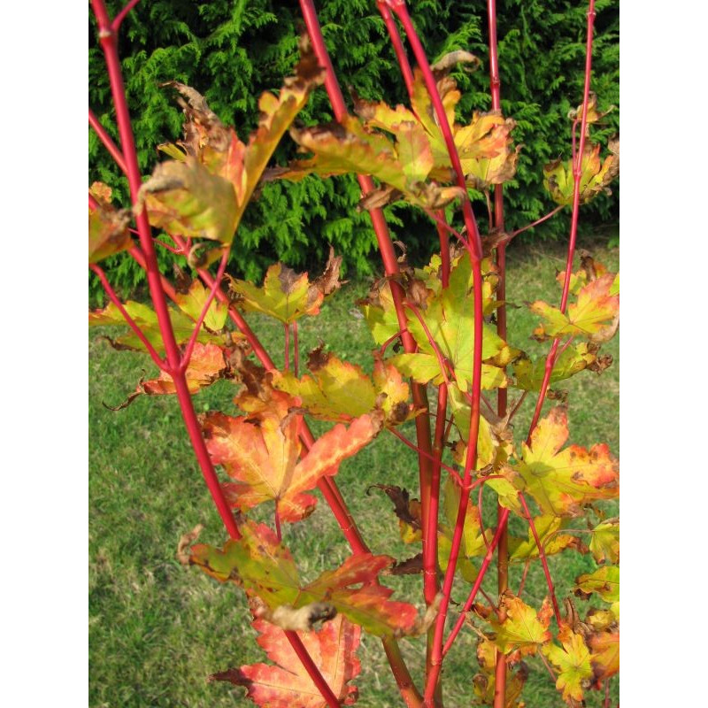 Acer palmatum 'senkaki' feuillage