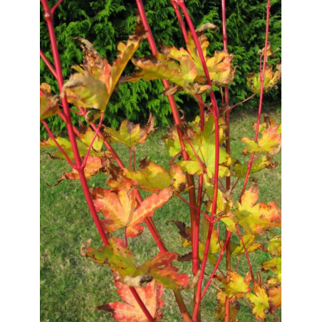 Acer palmatum 'senkaki'