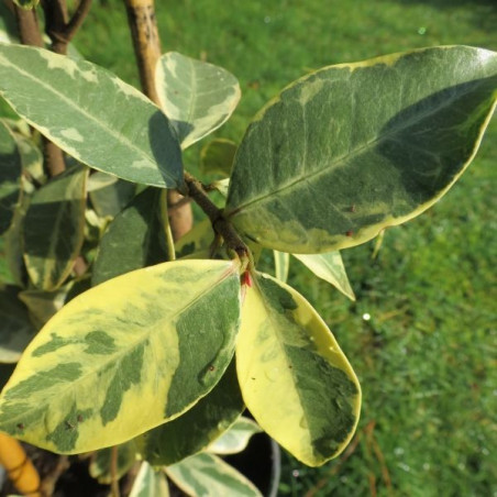 Trachelospermum jasminoides variegata